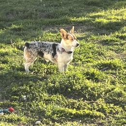 Daisy - American Corgi