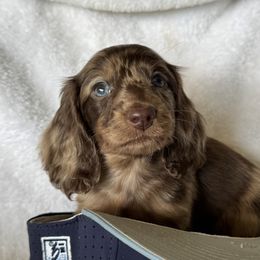 Stone - Dapple male Dachshund puppy in Bentonville, Arkansas from T & D Dachshunds by design