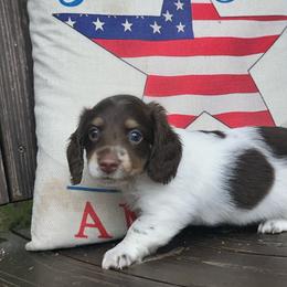 Sandy - Piebald female Dachshund puppy in Tulsa County, Oklahoma from Willow Creek Miniature Dachshunds
