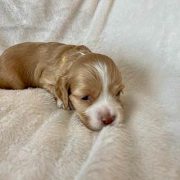 Cocker Spaniel Puppies from Jennifer Dees