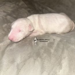 Male 1 - White male Bull Terrier puppy in Trussville, Alabama from Alabama Bull Terriers