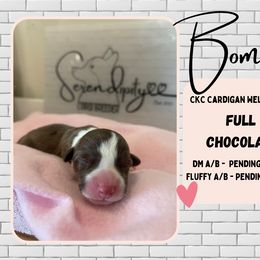 Bomber - Liver and white Cardigan Welsh Corgi puppy in Westminster, Maryland from Serendipity Corgi's