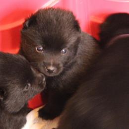Schipperke Puppies from Walking Hart Schipperkes