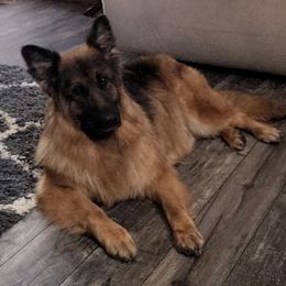 German Shepherds and Poodles from Vom Prater Haus German Shepherds and Standard Poodles