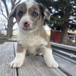 Cat Woman - Blue merle and white female American Corgi puppy in Preston, Idaho from KC Bar Ranch Aussies