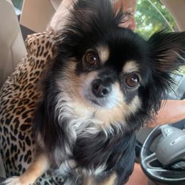 Chihuahuas from Callie’s Happy Chihuahuas