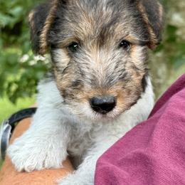 Male C - White black and tan male Wire Fox Terrier puppy in Morgantown, Indiana from Birchhurst Kennels Indiana