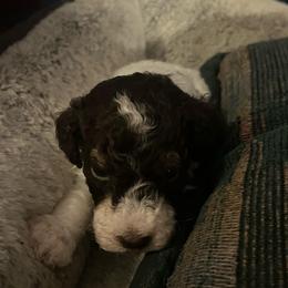 Benedict - Parti male Poodle puppy in Winter Haven, Florida from Herdez’s Poodles