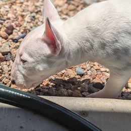 Miniature Bull Terrier Puppies from Desert Desperados