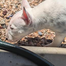 Miniature Bull Terrier Puppies from Desert Desperados