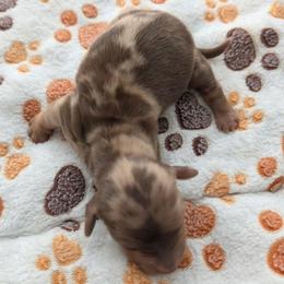 Diesel - Dapple male Dachshund puppy in Marshall, Texas from Wilson's Kennels