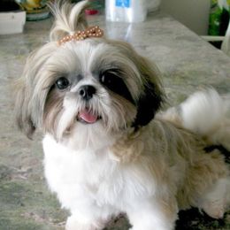 Lizzy - Shih Tzu