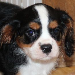 Hudson - Tri-color male Cavalier King Charles Spaniel puppy in Leonard, Texas from Rising Star Kennels
