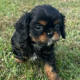 Lil Boo - Black and tan male Cavalier King Charles Spaniel puppy in Broken Arrow, Oklahoma from Cavalier King Charles Heartland