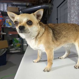 Mercedes - Chihuahua