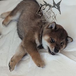 Moriko - Sesame male Shiba Inu puppy in California from WOLFOX shiba inu