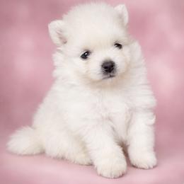 Lola - Cream female Pomeranian puppy in New Lenox, Illinois from Illinois Poms