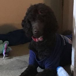 Poodles from ShowMe Standard Poodles