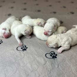 Boy 6 - Yellow male Labrador Retriever puppy in Iowa City, Iowa from Country Road Acres