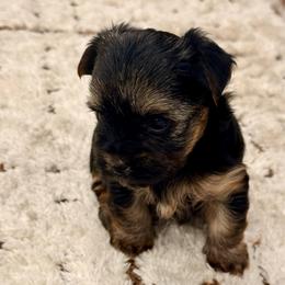 Pippa - Black and tan female Yorkshire Terrier puppy in Blackfoot, Idaho from Top Knot Yorkies of Idaho
