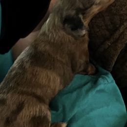 Juniper  (Tri Color Girl ) - Chocolate and tan Dachshund puppy in Garfiled, Arkansas from Iron Bear Livestock & Dachshunds