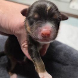 Salem - Black Tri - Blue merle male Australian Shepherd puppy in Anthony, Florida from Out of the Blue Aussies