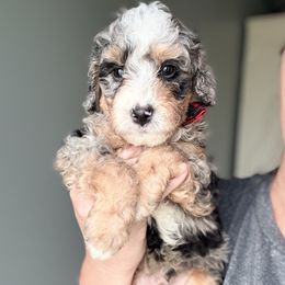 Luke - Blue merle male Bernedoodle puppy in Marion, Ohio from Doodles & Doxies