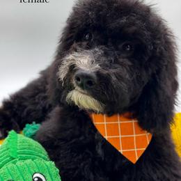 Muffin - female Australian Mountain Doodle puppy in Claremont, North Carolina from Magnolia Grove Farms