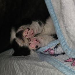 Puppy 1 - Black and white male Chihuahua puppy in Springfield, Missouri from Casadelopez Tails