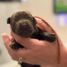 1st Pick Chocolate Female - Chocolate female Labrador Retriever puppy in Winchester, Kentucky from Bourbon Country Retrievers