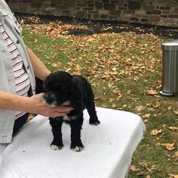 Portuguese Water Dog Puppies from Presidio PWDs