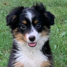Miniature Australian Shepherds from Lash's Unique Animals