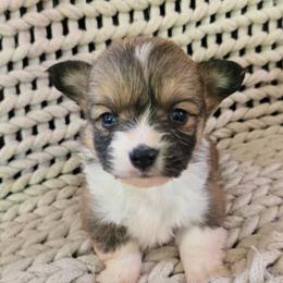 JM-2 - Sable male Pembroke Welsh Corgi puppy in Ely, Minnesota from RJ's Corgis