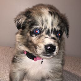 Australian Shepherd Puppies from Wagon Wheel Aussies