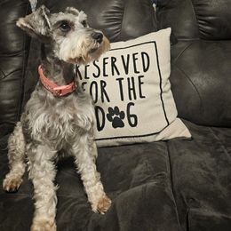 Roxie - Miniature Schnauzer
