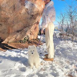 Samoyed Puppies from Hill Country Samoyeds