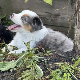 BETSY ROSS - Blue merle female Australian Shepherd puppy in Markleville, Indiana from Take Five Aussies