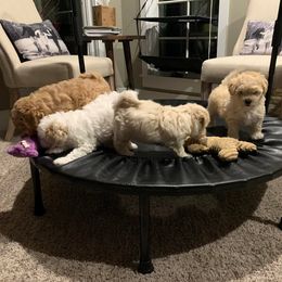 Shihpoo Puppies from Nell’s Doodle & Dolls