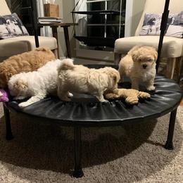 Shihpoo Puppies from Nell’s Doodle & Dolls