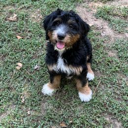 Bernedoodle Puppies from Mercury Bernedoodles