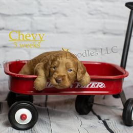 Chevy (Yellow Collar) - Red  male Goldendoodle puppy in Corona, California from Fluffy Puppy Mini Doodles LLC
