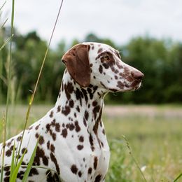 Tootie - Dalmatian