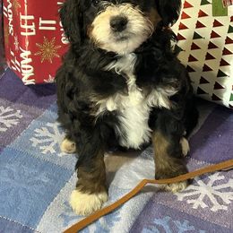 Boy 4 tan collar - Black and white male Bernedoodle puppy in Cody, Wyoming from Yellowstone Breeders