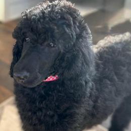Daisy - Black female Poodle puppy in Greenwich, New York from MizzElle’s Standard Poodles