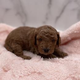 Muffin - Red  female Goldendoodle puppy in Kansas City, Kansas from Bella & Ivy’s Mini Goldendoodles of KC