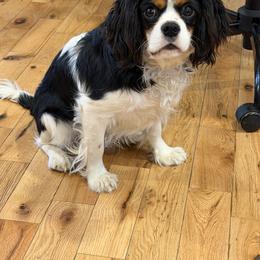 Cavalier King Charles Spaniel Puppies from FairHawk Downs