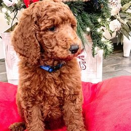 Bernedoodles and Poodles from WWBar Bernedoodles