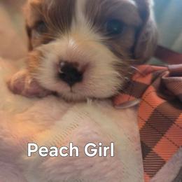 Peach Girl - Blenheim female Cavalier King Charles Spaniel puppy in Forest Lake, Minnesota from Northern Lights Goldens