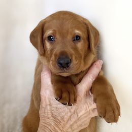 Goldendoodle, Labradoodle, Labrador Retriever, and Poodle Puppies from Katie K9
