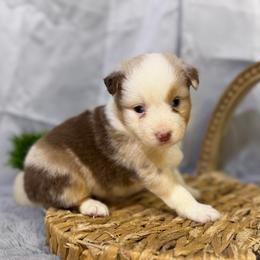 Tucker - Red merle male Miniature American Shepherd puppy in Clinton, Missouri from Mockingbirds American Minis